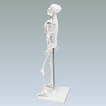 Настольная модель скелета человека 42 см