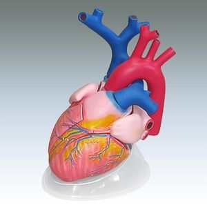 Разборная модель сердца человека 3404-11