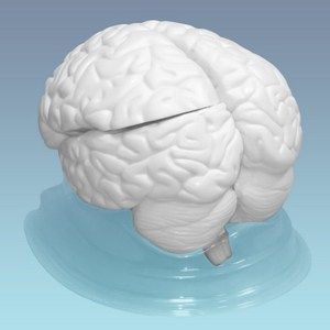 Разборная модель мозга человека арт. 3307