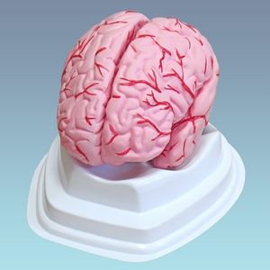 Разборная модель мозга человека с артериями арт. 3307-6